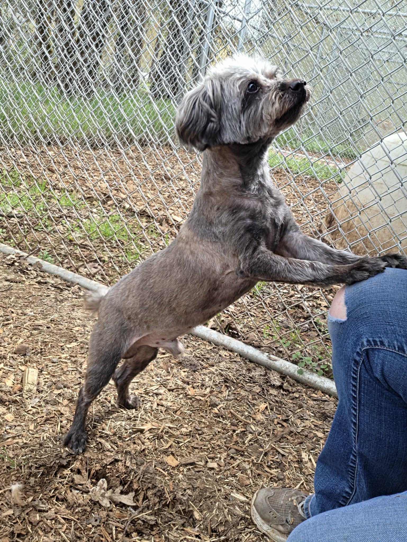 Enlarge Ben, an adoptable mixed breed in Grants Pass, OR image 4/4