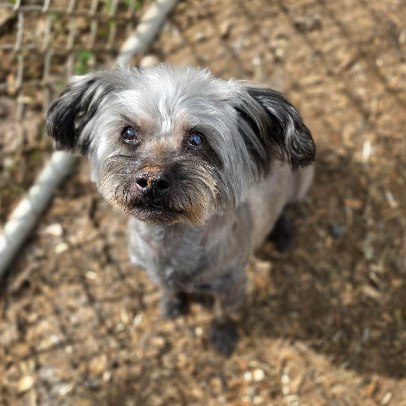 Enlarge Ben, an adoptable mixed breed in Grants Pass, OR image 3/4
