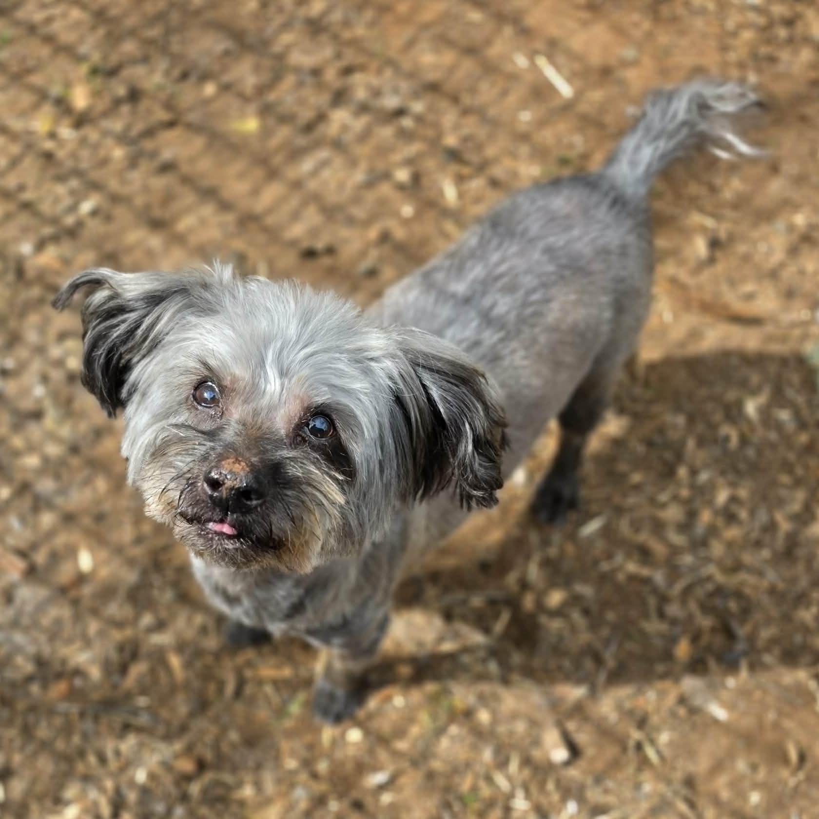 Enlarge Ben, an adoptable mixed breed in Grants Pass, OR image 2/4