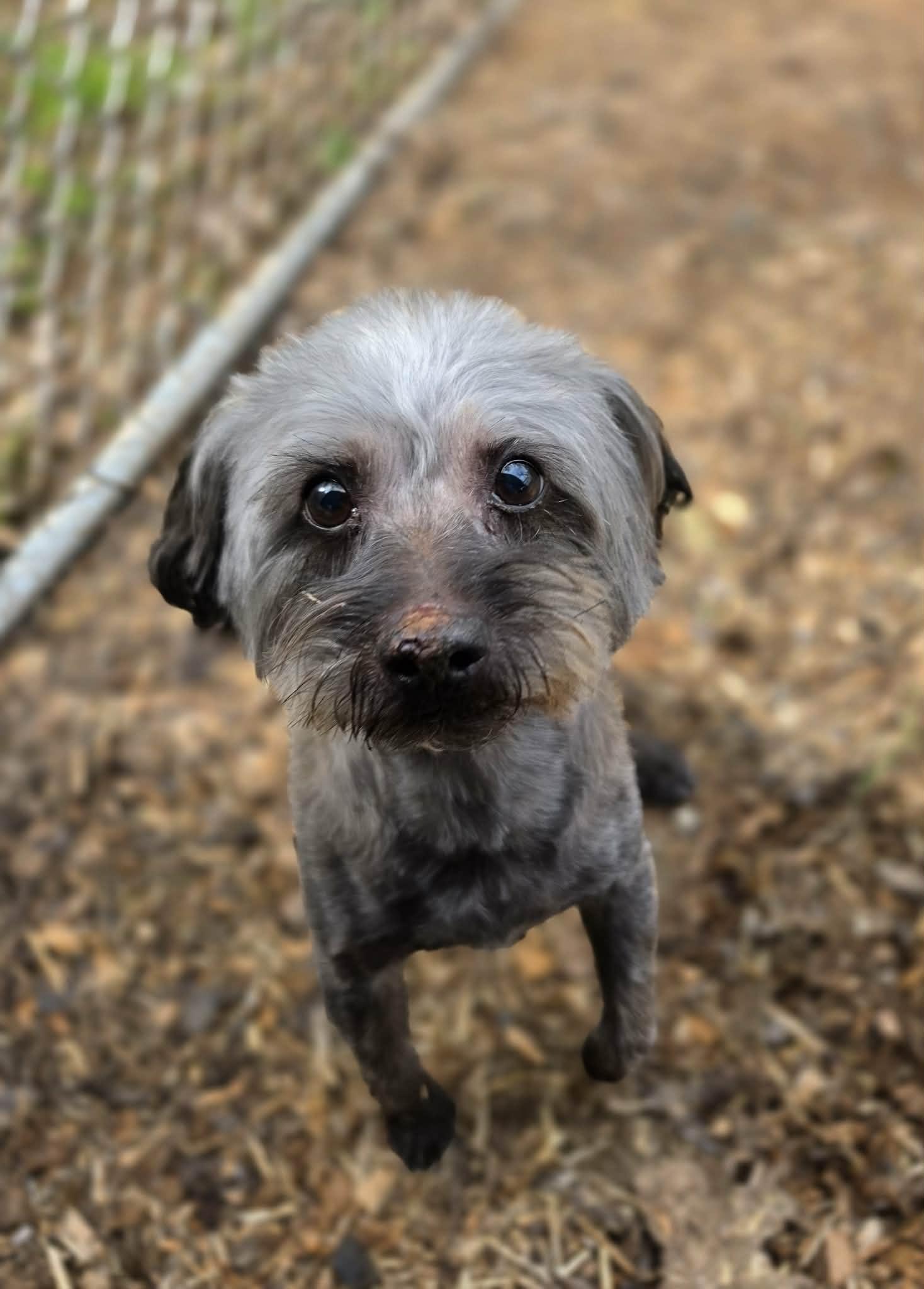 Ben, adoptable, Senior Male Yorkshire Terrier.