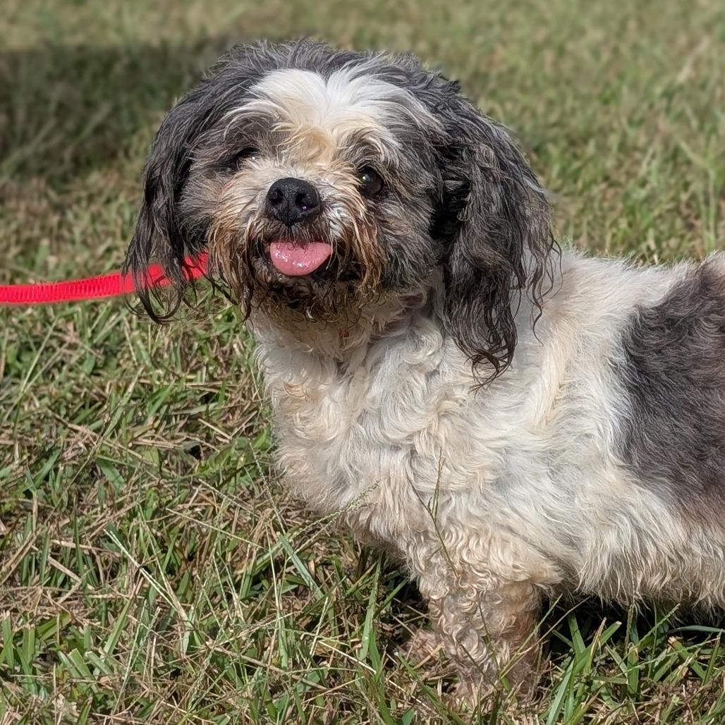 Gramps 09-3033, Adoptable, Senior Male Shih Tzu & Mixed Breed.