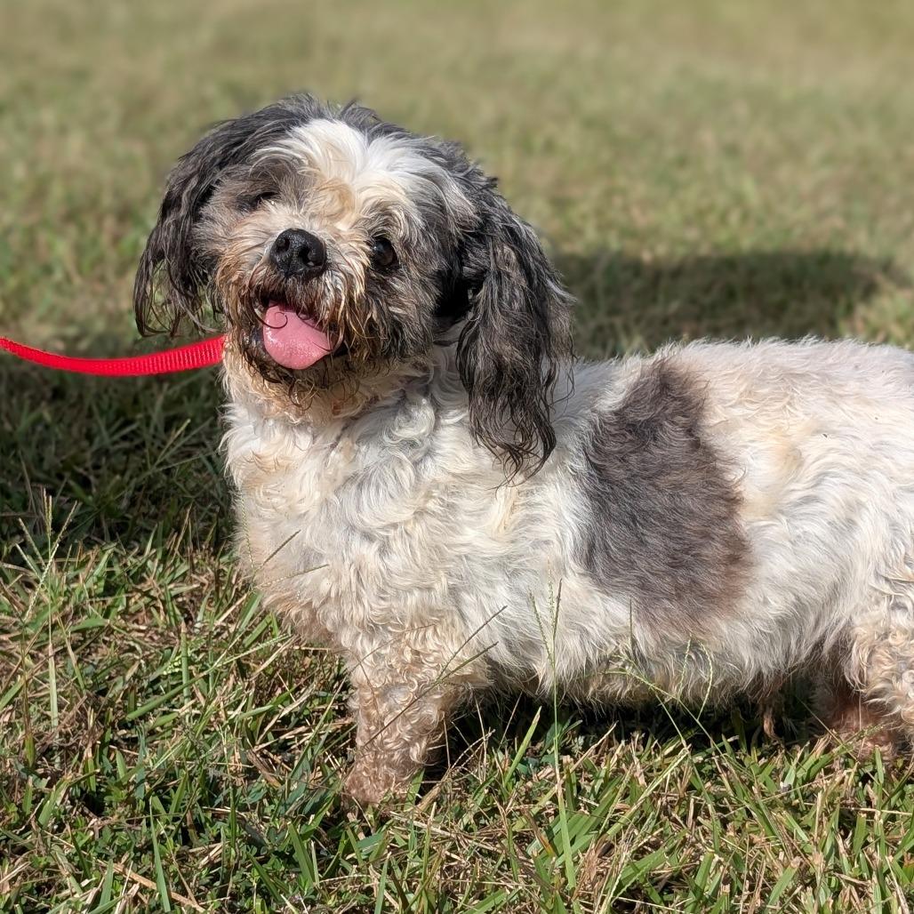 Enlarge Gramps 09-3033, a Adoptable mixed breed in Tyrone, GA image 2/6