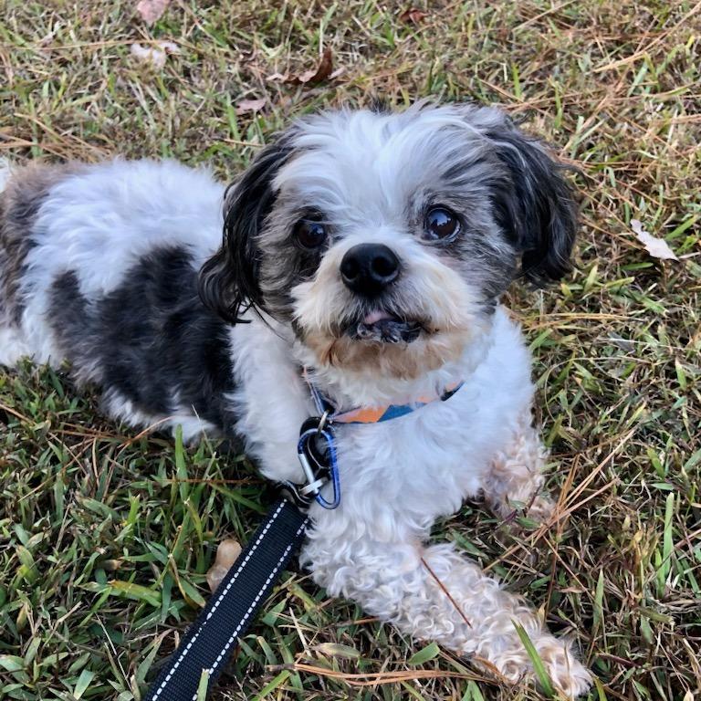 Enlarge Gramps 09-3033, a Adoptable mixed breed in Tyrone, GA image 3/6