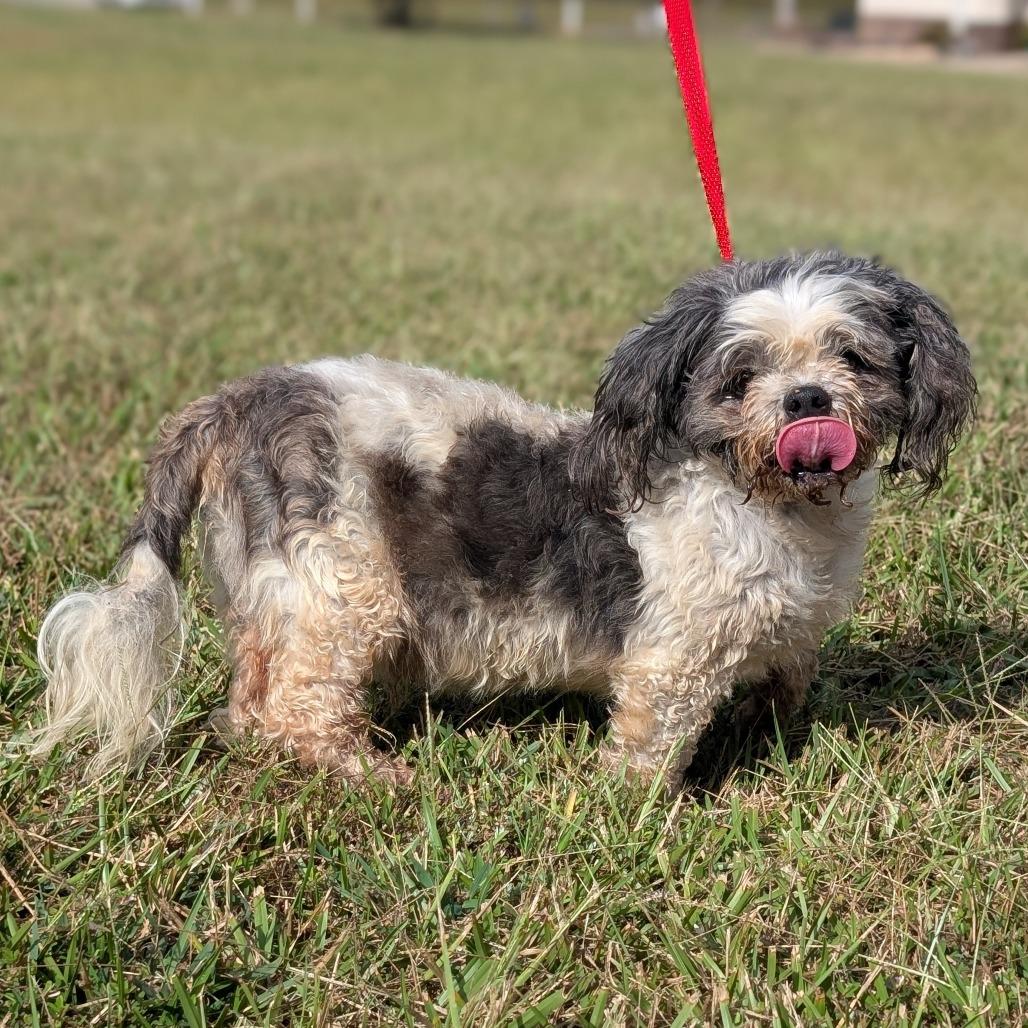 Enlarge Gramps 09-3033, a Adoptable mixed breed in Tyrone, GA image 4/6
