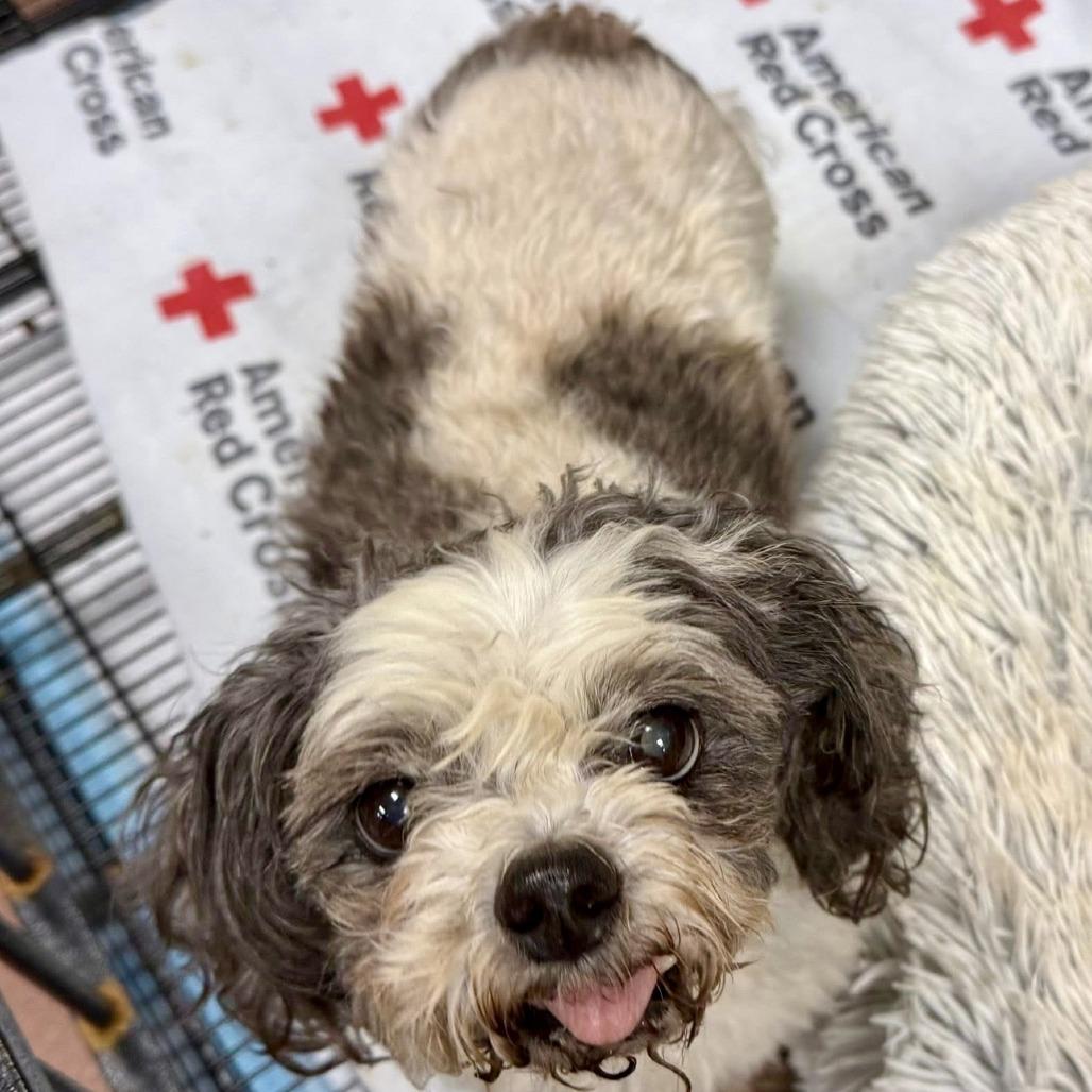 Enlarge Gramps 09-3033, a Adoptable mixed breed in Tyrone, GA image 6/6