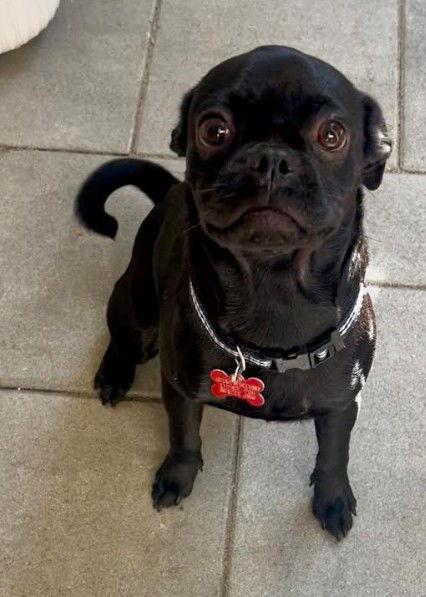 Enlarge Astro, a Adopted mixed breed in San Diego, CA image 1/3