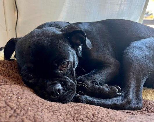 Enlarge Astro, a Adopted mixed breed in San Diego, CA image 2/3