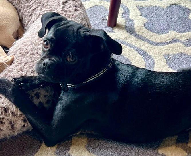 Enlarge Astro, a Adopted mixed breed in San Diego, CA image 3/3