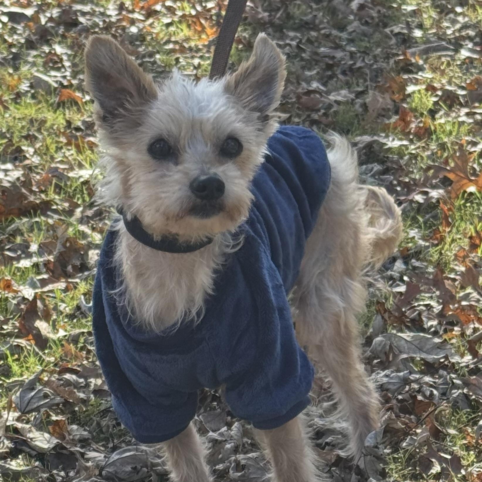 Enlarge Oscar, an adopted Yorkshire Terrier in Garden City, MI image 1/3