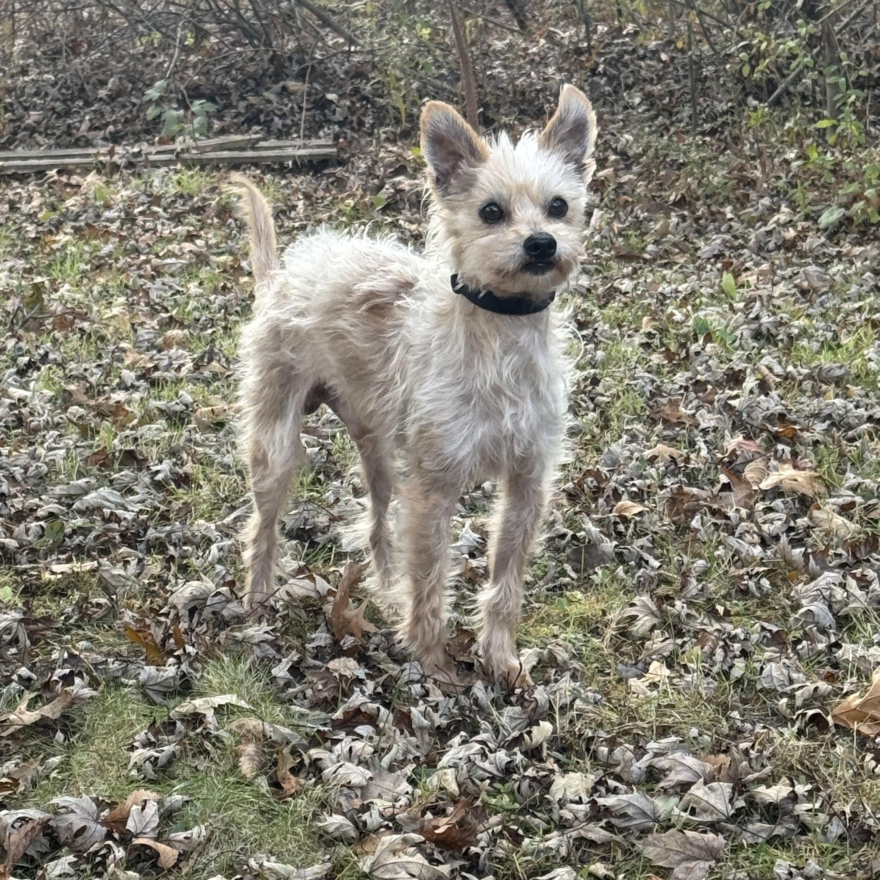 Enlarge Oscar, an adopted Yorkshire Terrier in Garden City, MI image 2/3