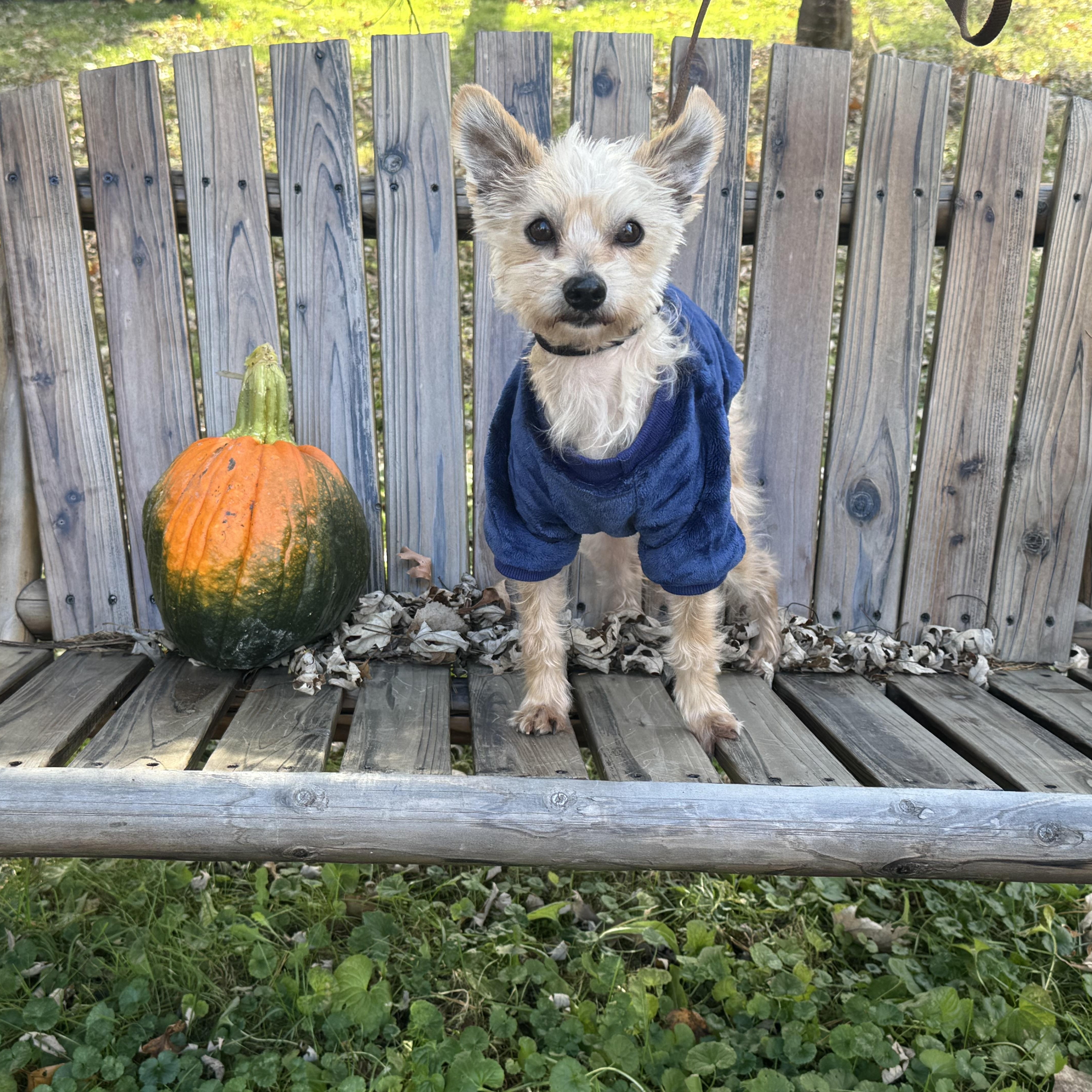 Enlarge Oscar, an adopted Yorkshire Terrier in Garden City, MI image 3/3