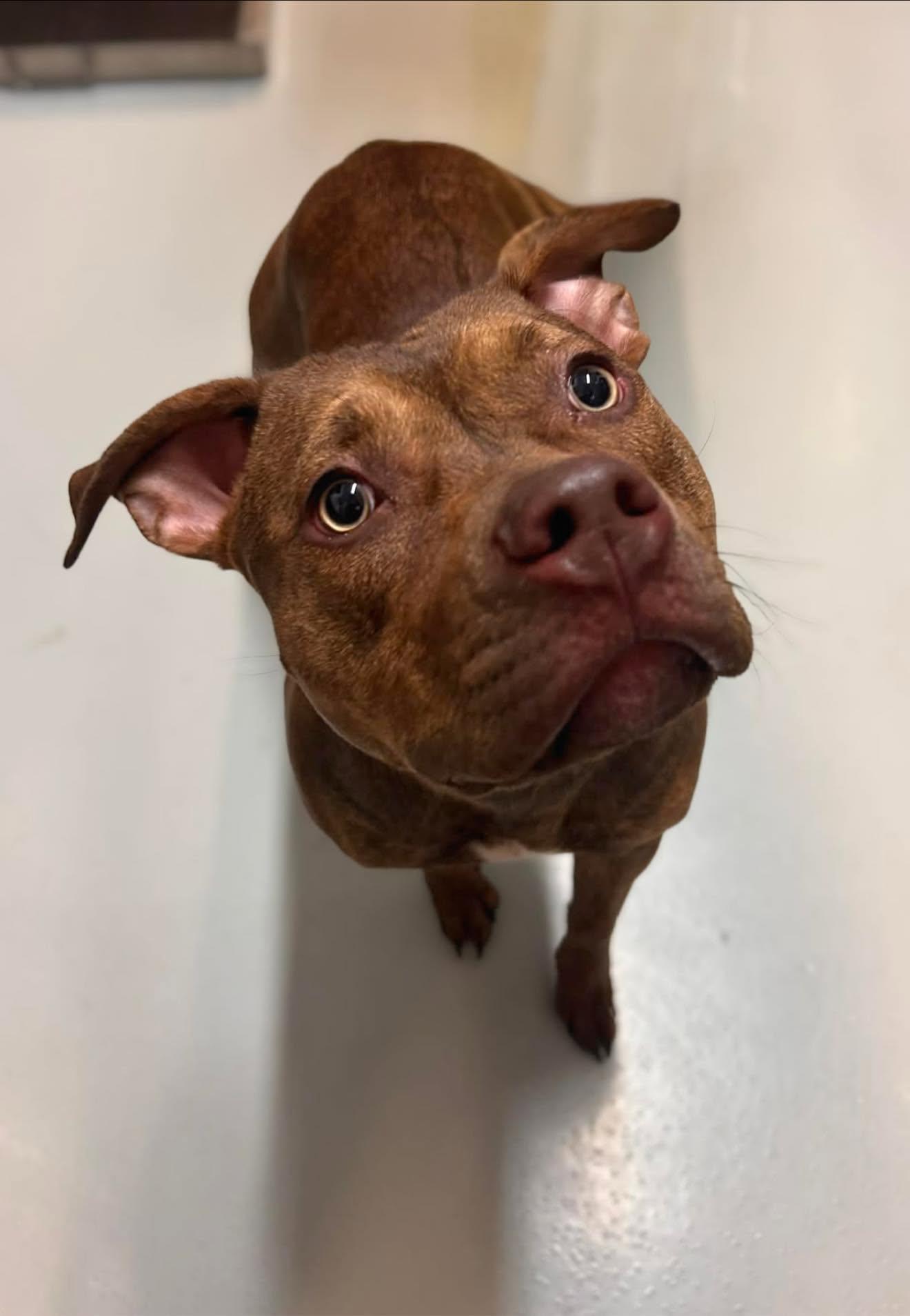 Enlarge Sadie, an adopted American Bully in Germanton, NC image 1/1