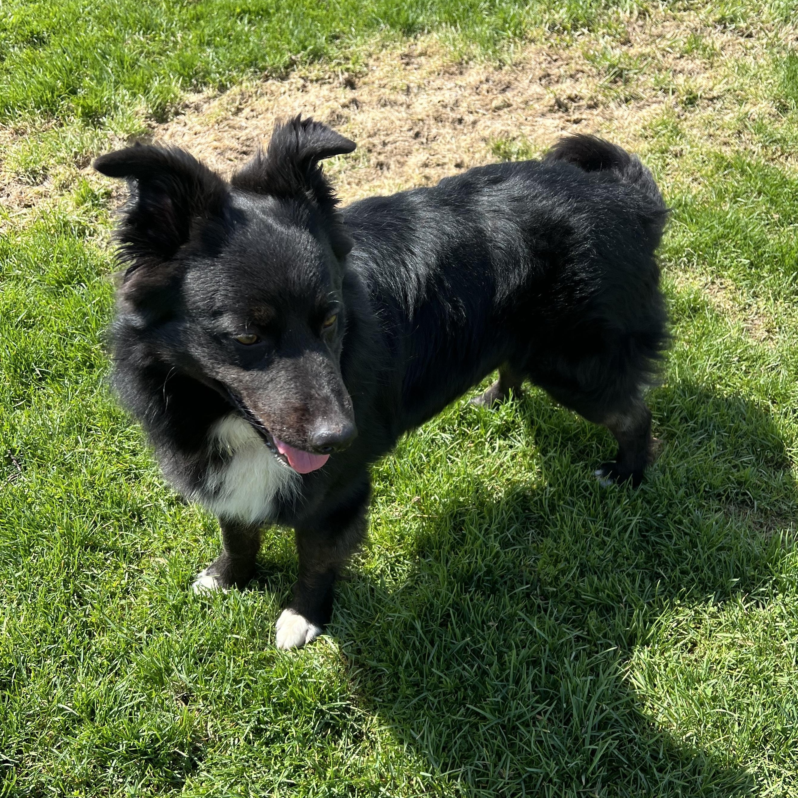 Enlarge Rip, an adopted Border Collie in Elkton, MI image 3/6