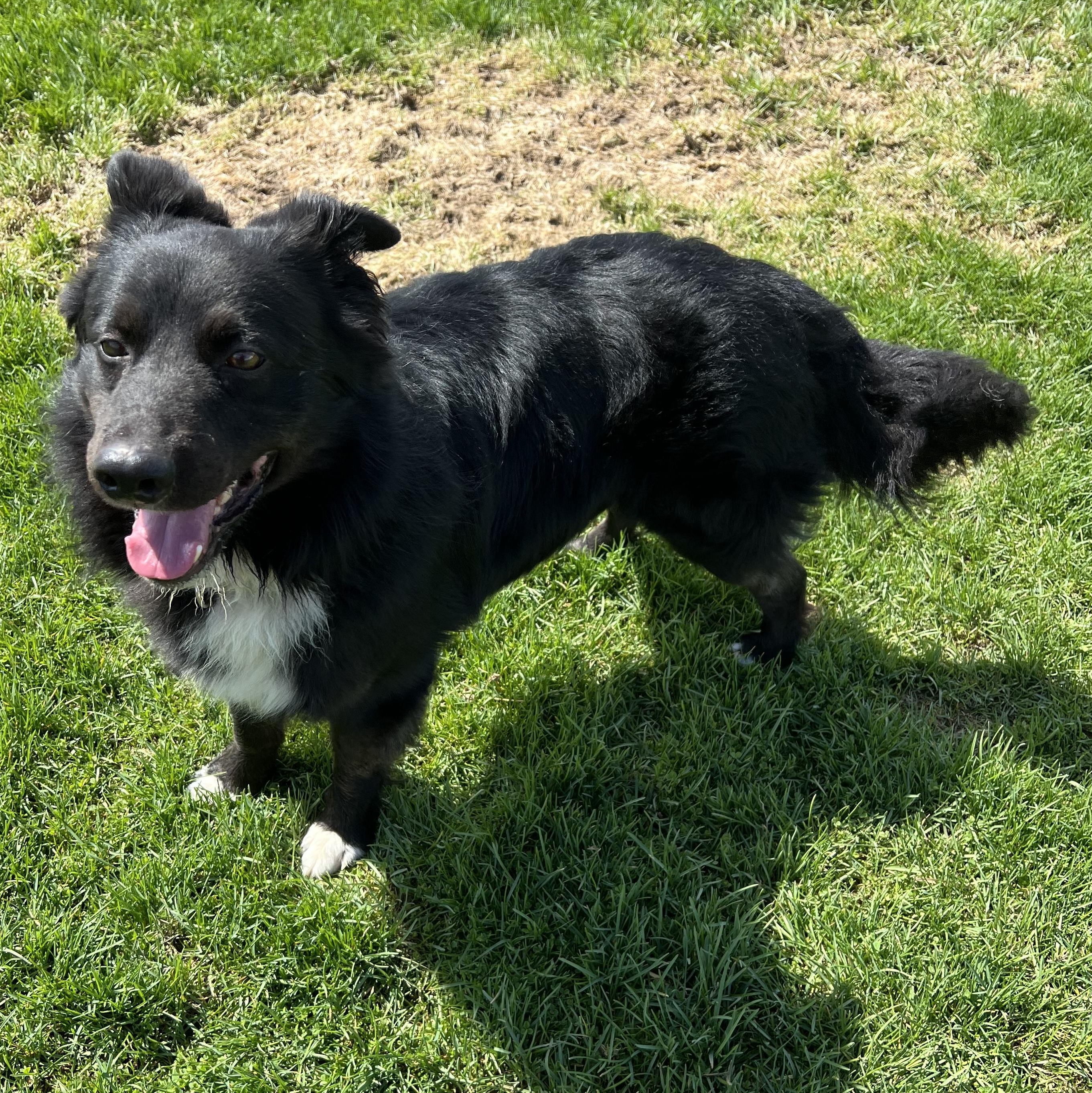 Enlarge Rip, an adopted Border Collie in Elkton, MI image 4/6