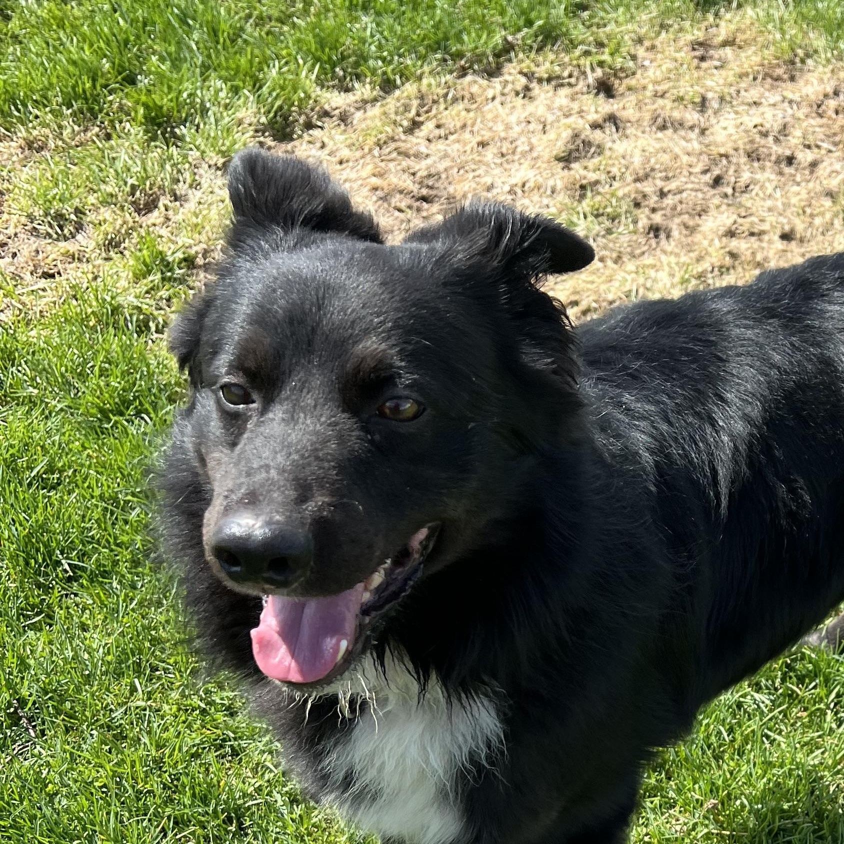 Enlarge Rip, an adopted Border Collie in Elkton, MI image 2/6