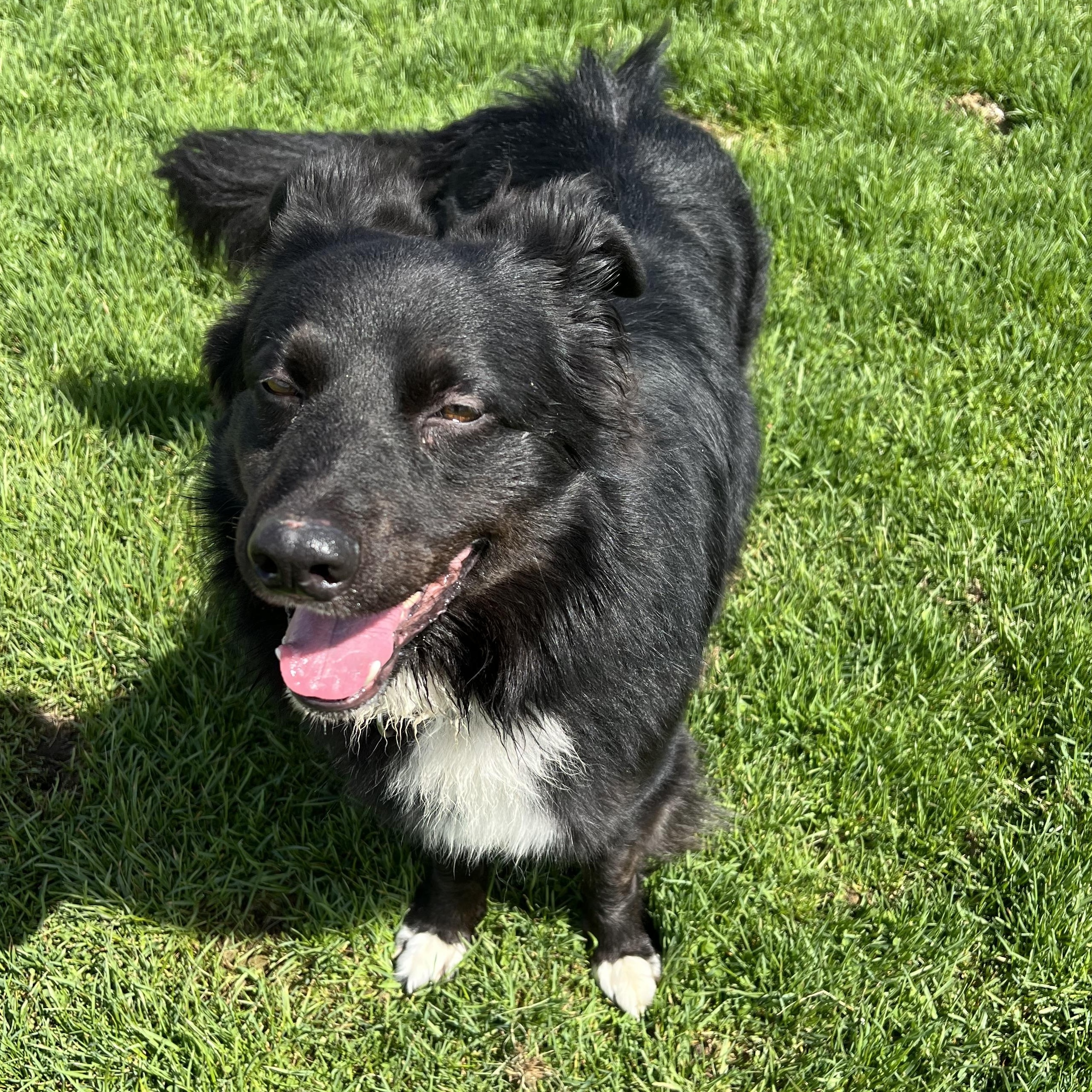 Enlarge Rip, an adopted Border Collie in Elkton, MI image 5/6