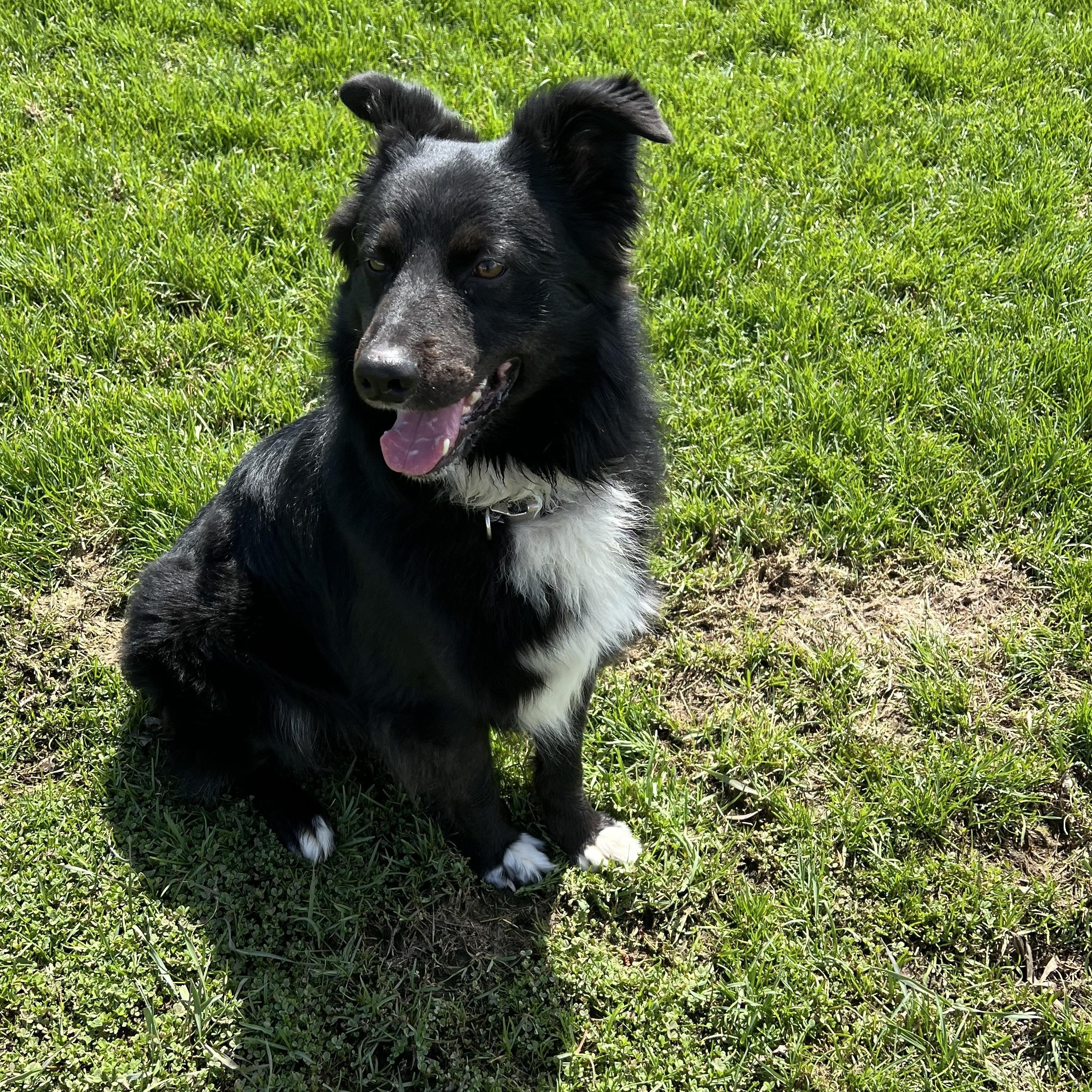Rip, adopted, Adult Male Border Collie.