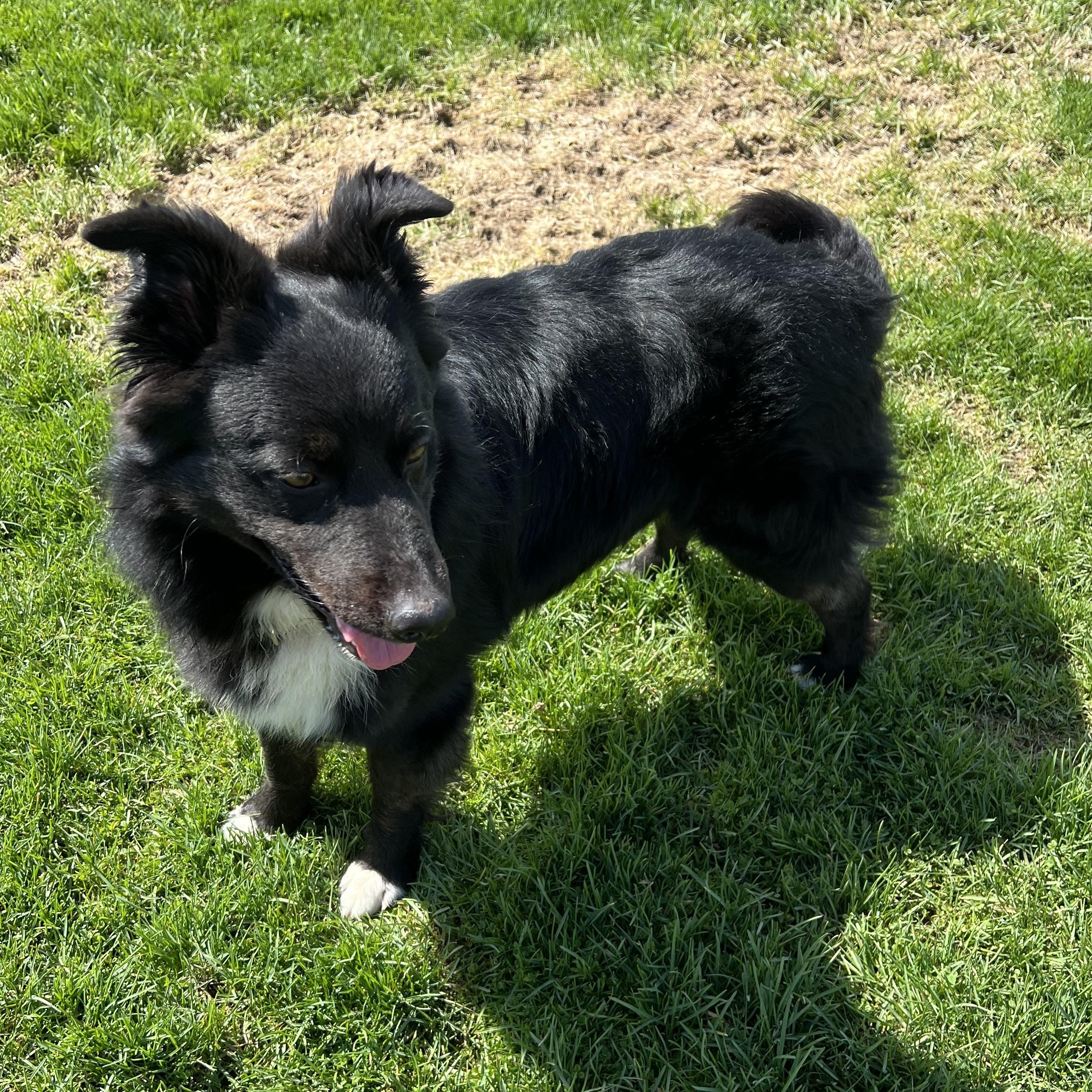 Enlarge Rip, an adopted Border Collie in Elkton, MI image 6/6