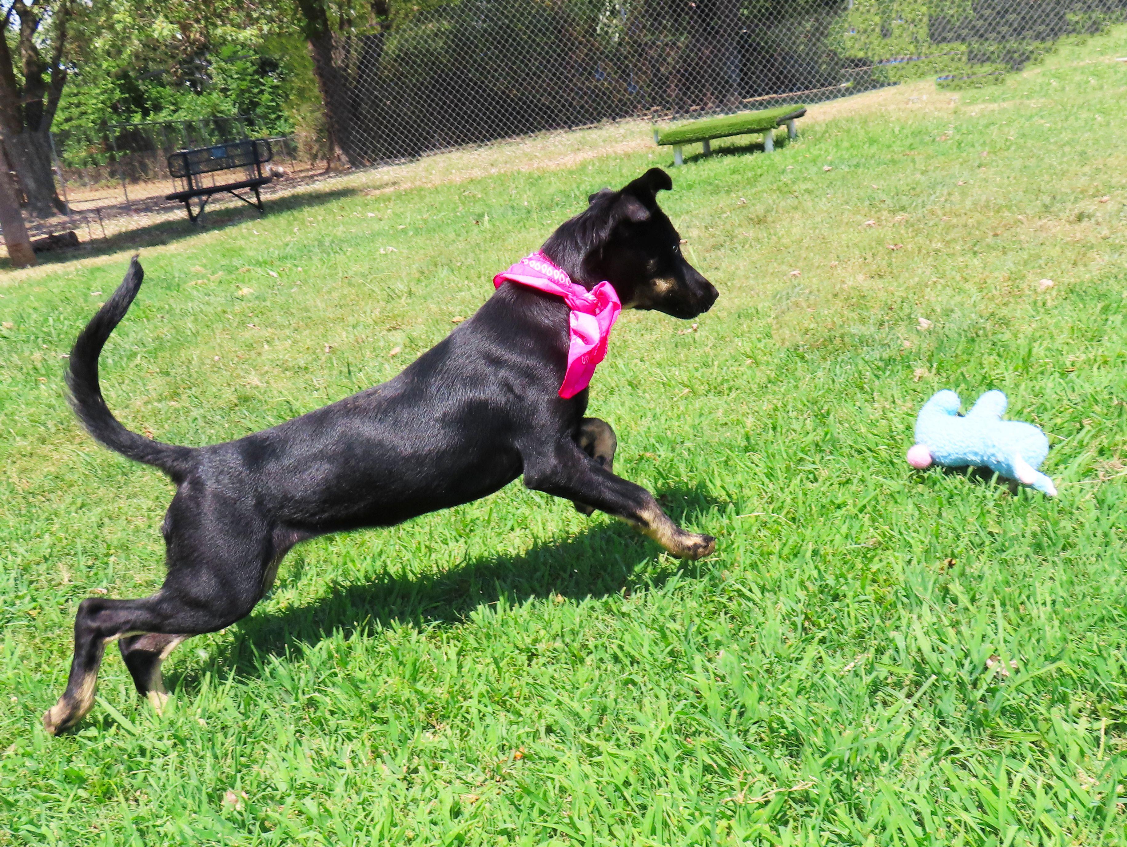 Enlarge Lexi 26C-215B, a ADOPTABLE mixed breed in Rogers, AR image 4/5