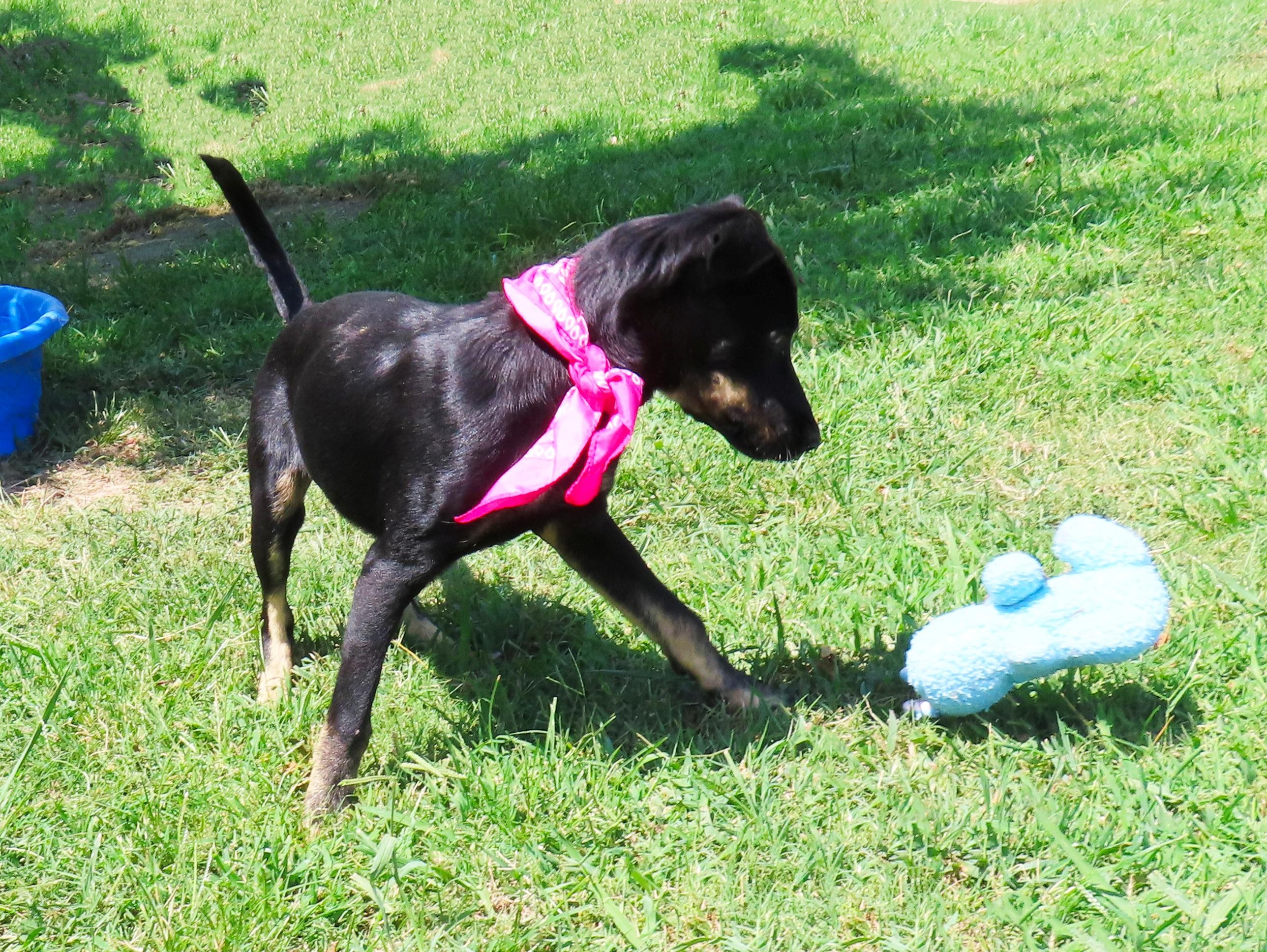 Enlarge Lexi 26C-215B, a ADOPTABLE mixed breed in Rogers, AR image 3/5