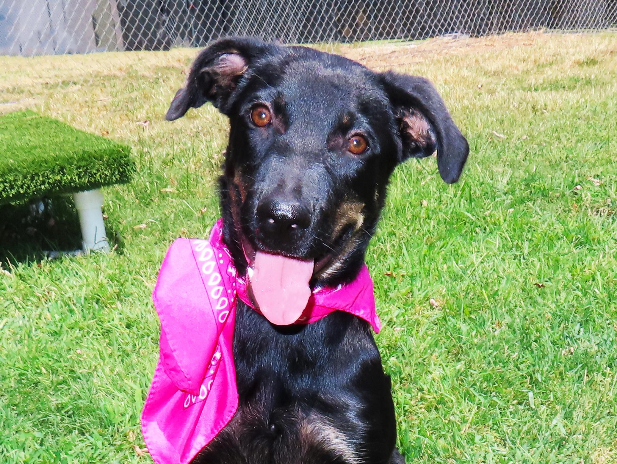 Enlarge Lexi 26C-215B, a ADOPTABLE mixed breed in Rogers, AR image 1/5