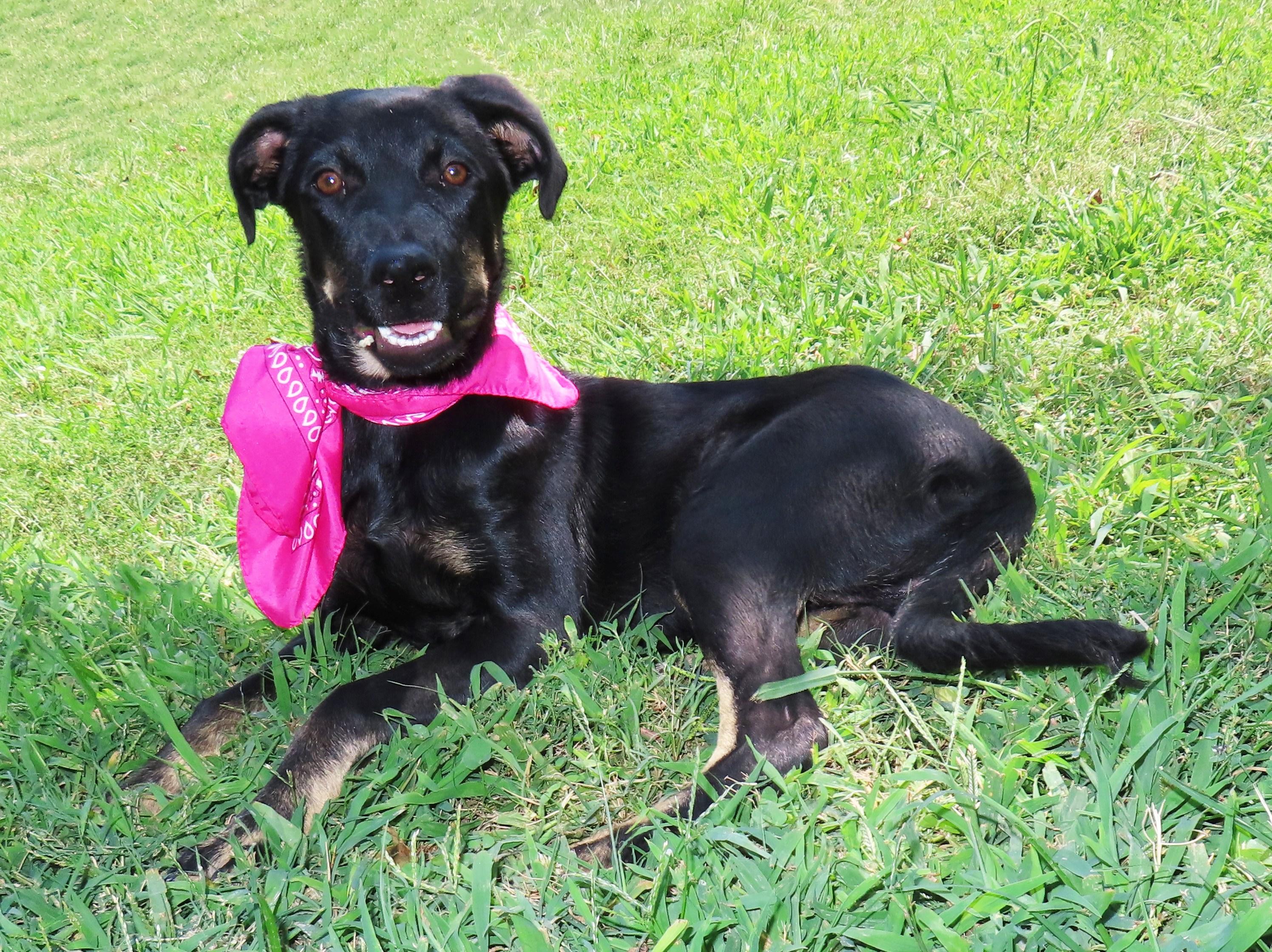 Enlarge Lexi 26C-215B, a ADOPTABLE mixed breed in Rogers, AR image 5/5