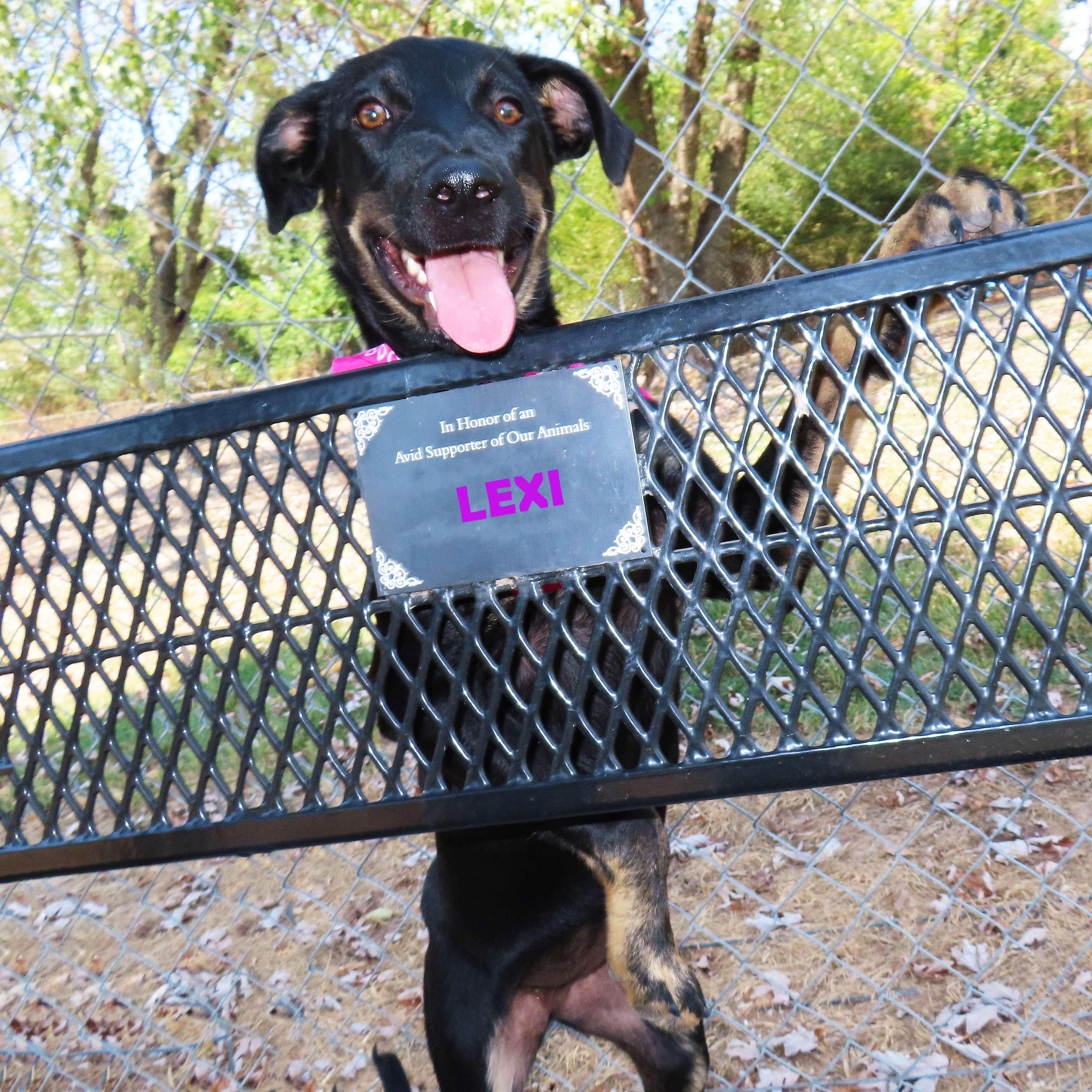 Enlarge Lexi 26C-215B, a ADOPTABLE mixed breed in Rogers, AR image 2/5