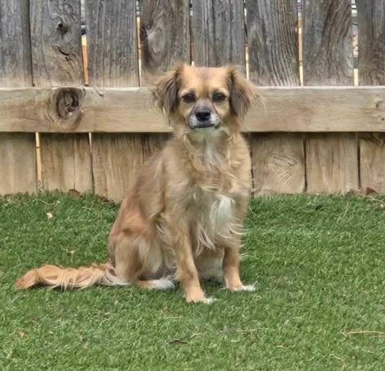 Enlarge Pepper, a Adoptable mixed breed in Longmont, CO image 2/2