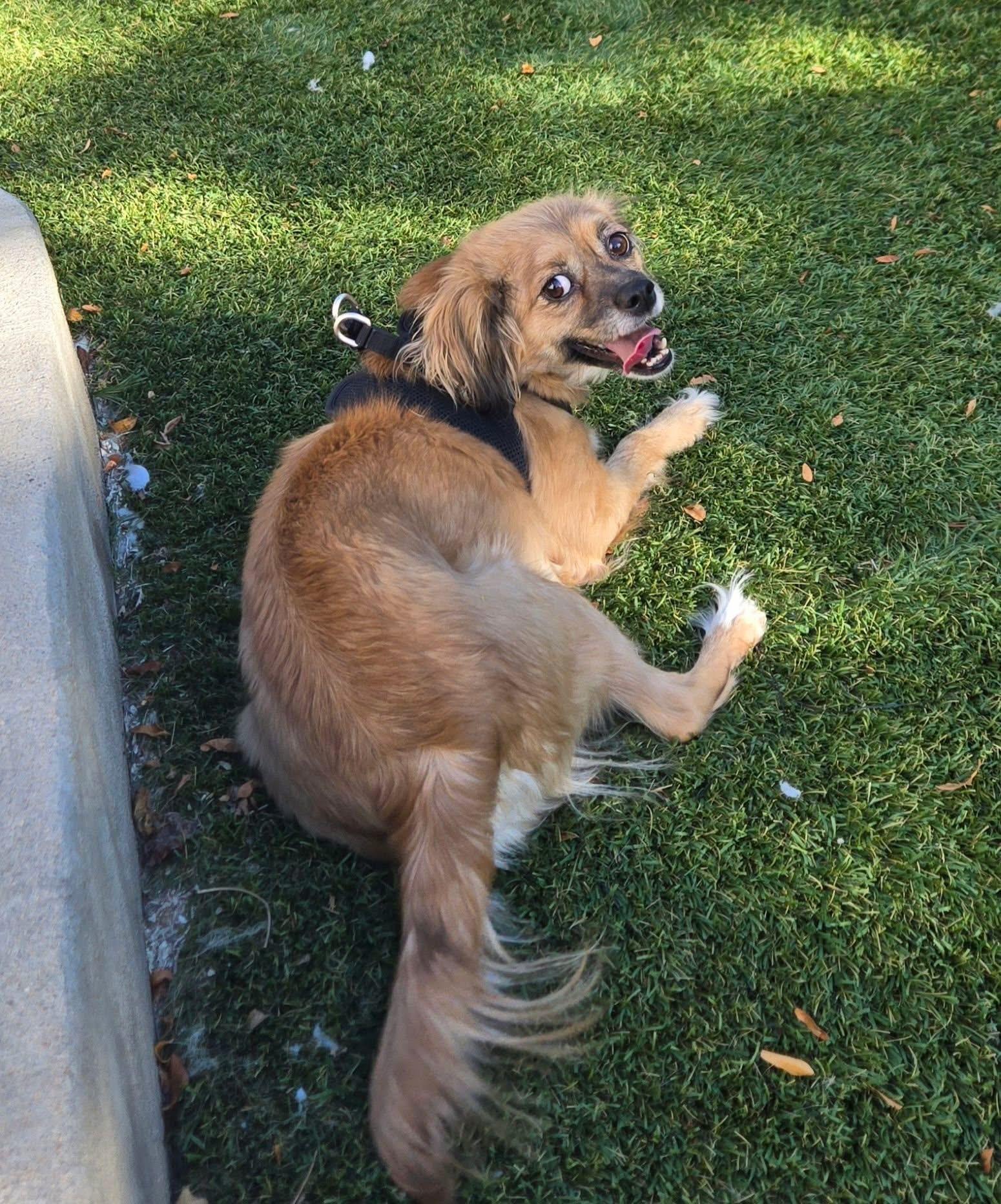 Pepper, Adoptable, Adult Female Spaniel.