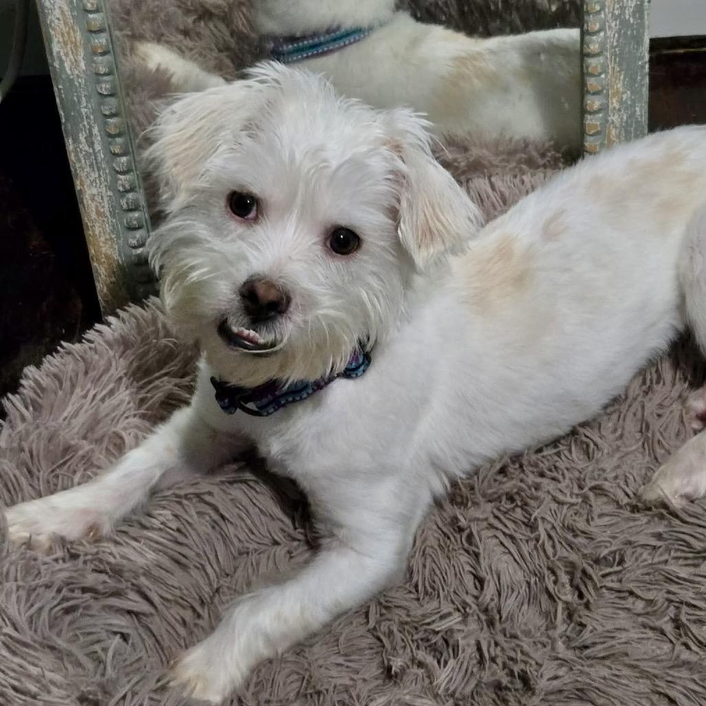 Enlarge Milo, a Adoptable Shih Tzu in O'Fallon, MO image 1/6