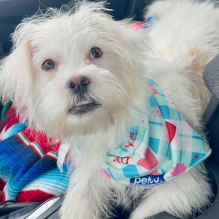 Enlarge Milo, a Adoptable Shih Tzu in O'Fallon, MO image 2/6