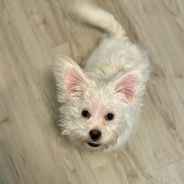 Enlarge Milo, a Adoptable Shih Tzu in O'Fallon, MO image 3/6