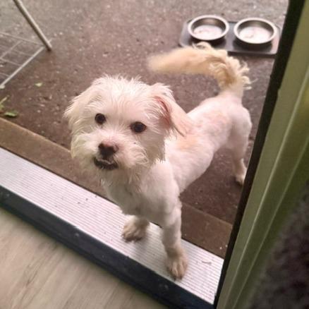 Enlarge Milo, a Adoptable Shih Tzu in O'Fallon, MO image 4/6