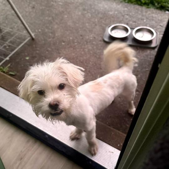 Enlarge Milo, a Adoptable Shih Tzu in O'Fallon, MO image 5/6