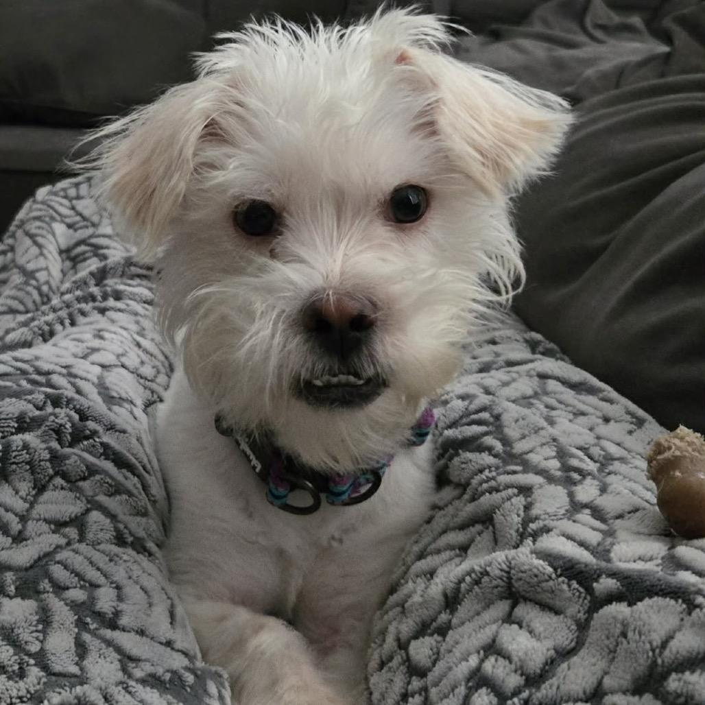 Enlarge Milo, a Adoptable Shih Tzu in O'Fallon, MO image 6/6
