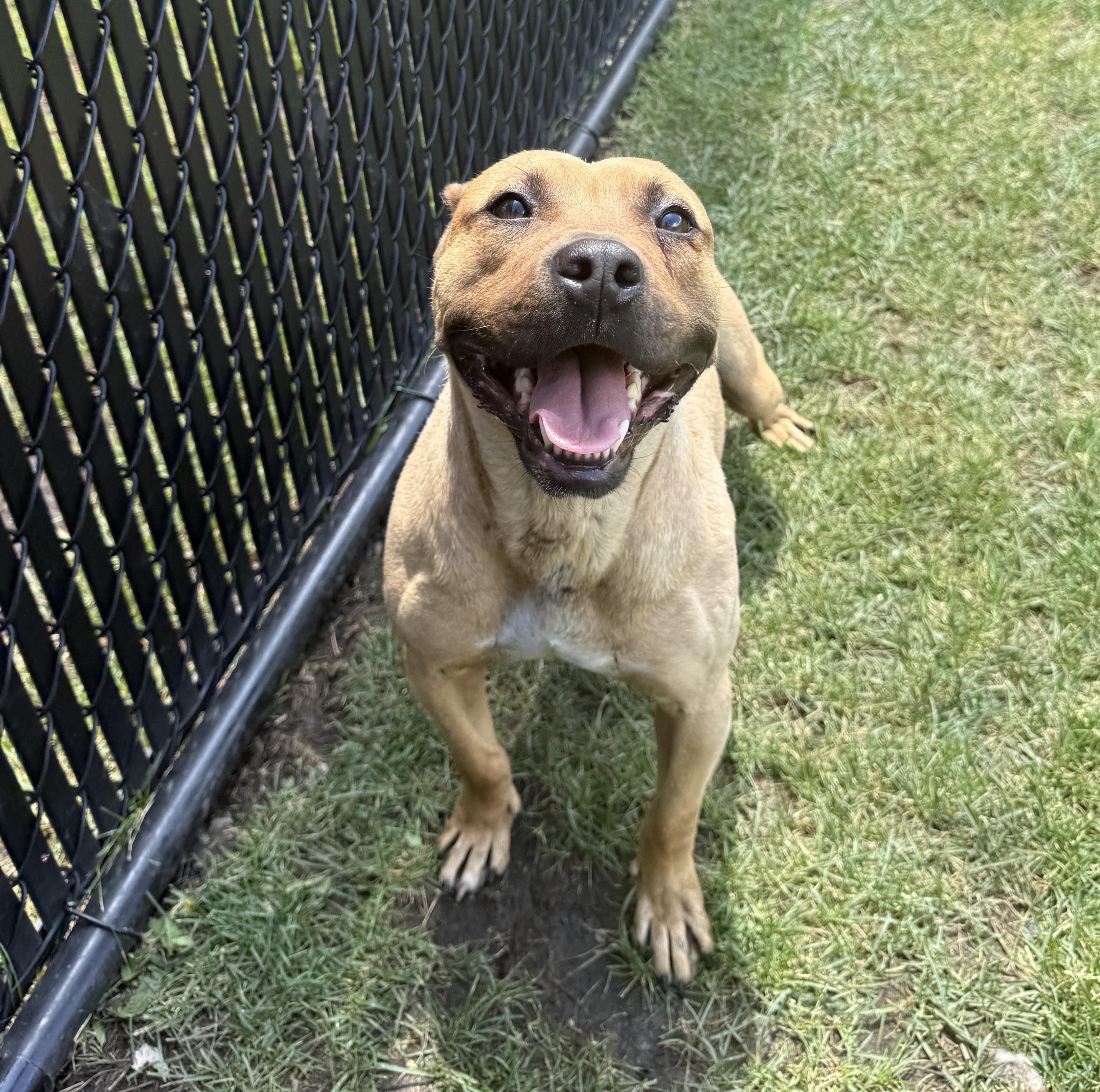 Enlarge Bowser, a ADOPTABLE mixed breed in Kankakee, IL image 1/1