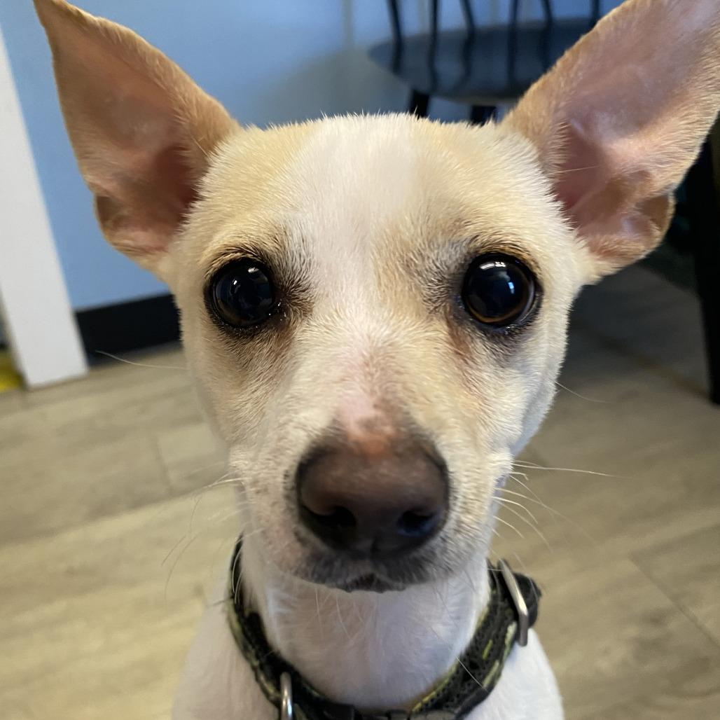 Poe, Adoptable, Adult Female Mixed Breed.