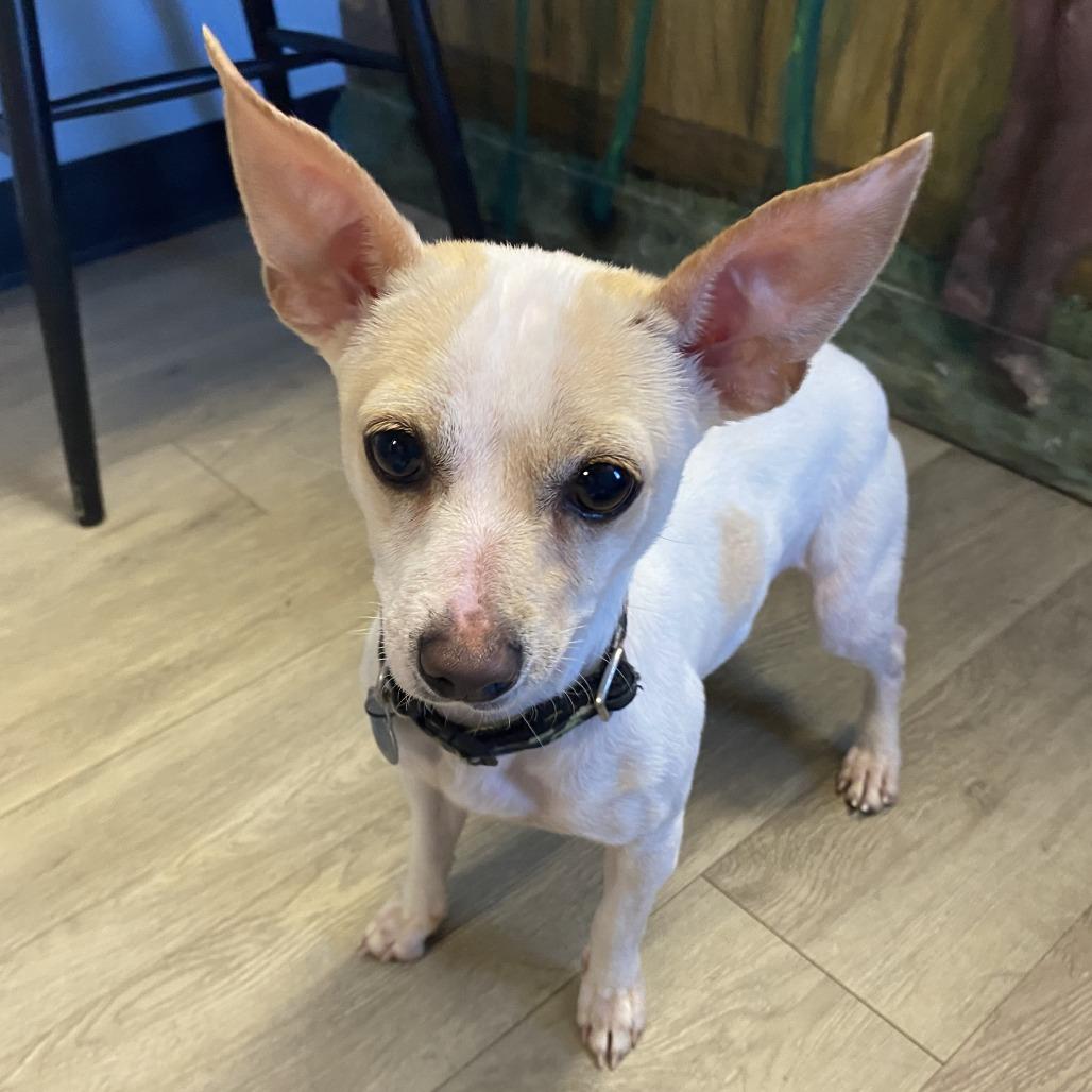 Poe, a Adoptable Mixed Breed in Fletcher, NC image 2/5