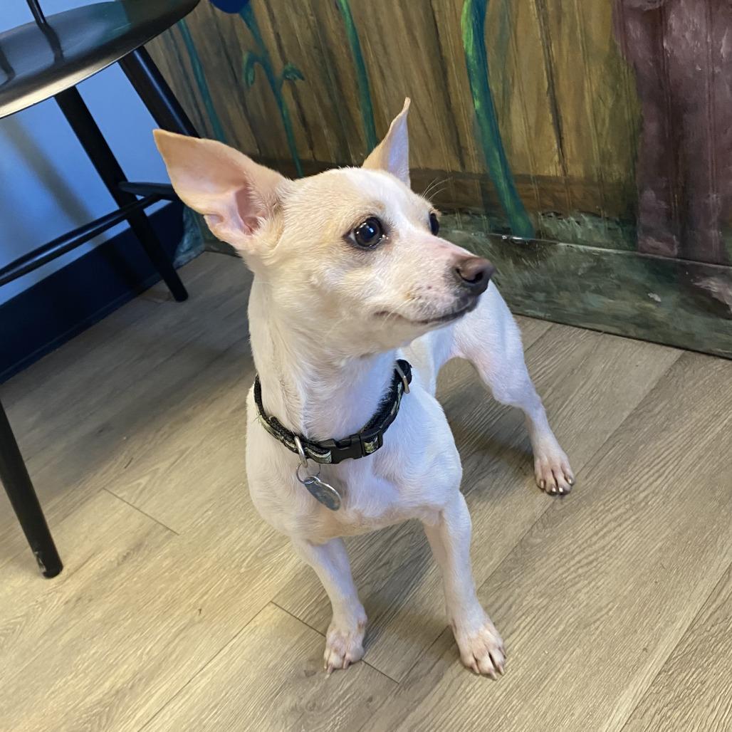 Poe, a Adoptable Mixed Breed in Fletcher, NC image 3/5