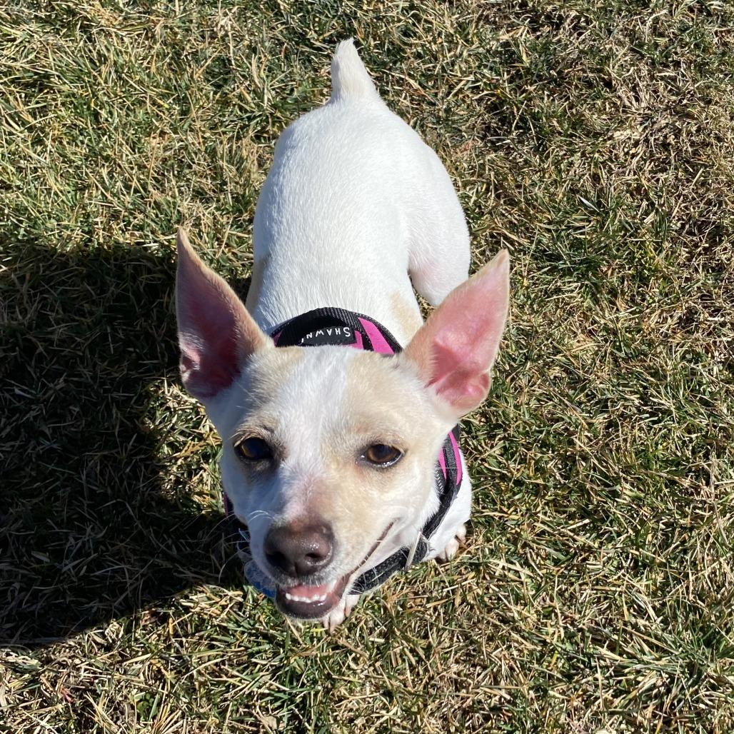 Enlarge Poe, a Adoptable Mixed Breed in Fletcher, NC image 1/6
