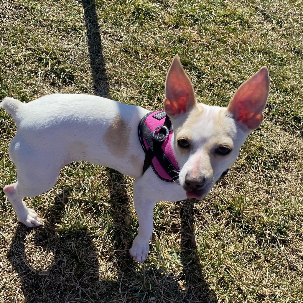 Enlarge Poe, a Adoptable Mixed Breed in Fletcher, NC image 2/6
