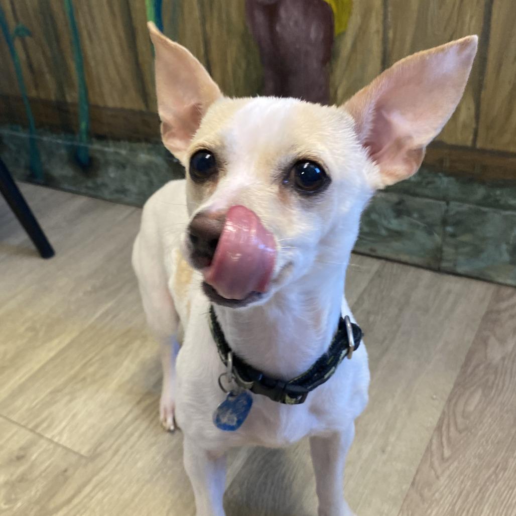 Poe, a Adoptable Mixed Breed in Fletcher, NC image 4/5