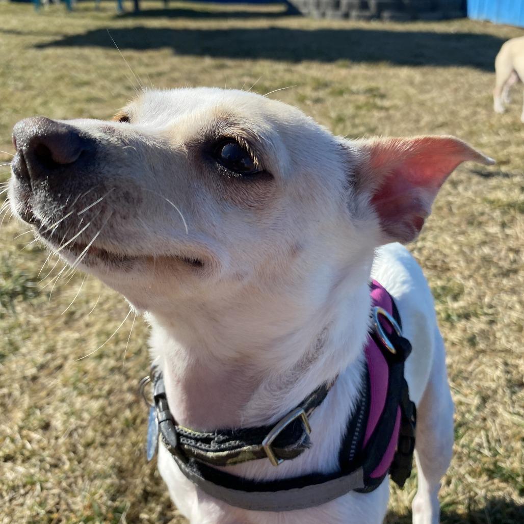 Enlarge Poe, a Adoptable Mixed Breed in Fletcher, NC image 4/6