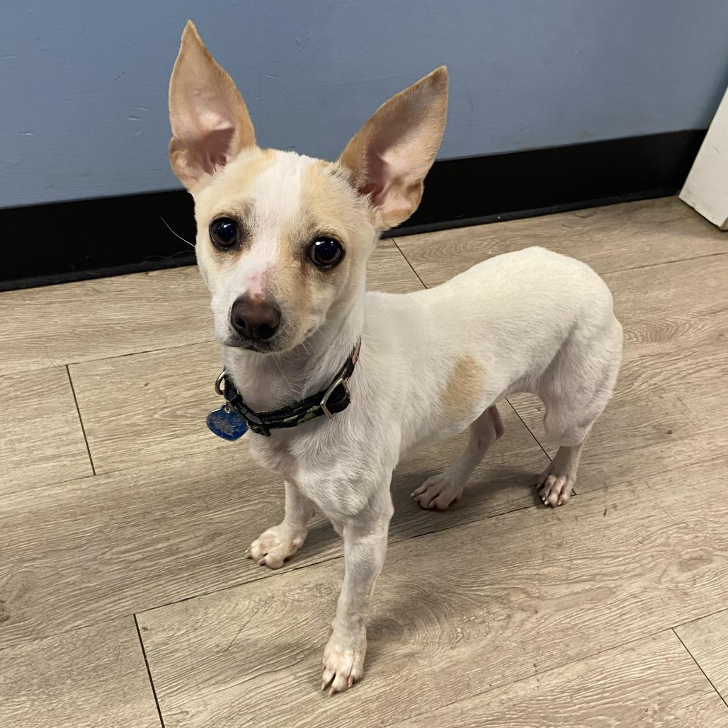 Poe, a Adoptable Mixed Breed in Fletcher, NC image 5/5