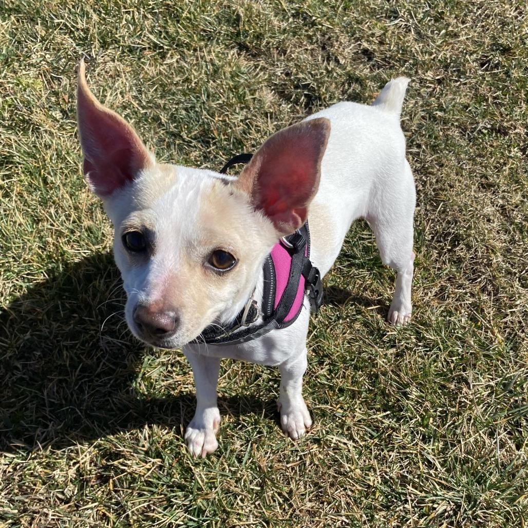 Enlarge Poe, a Adoptable Mixed Breed in Fletcher, NC image 5/6