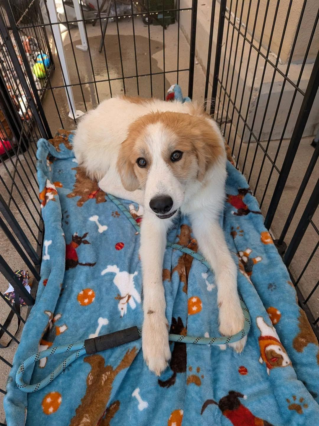 Enlarge Chris, a Adoptable mixed breed in Wichita Falls, TX image 1/1