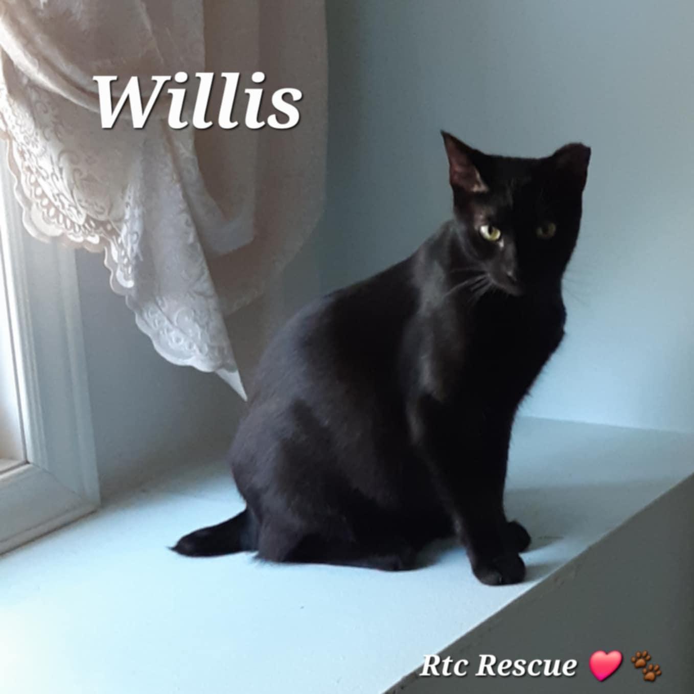 Willis, a Adoptable Domestic Short Hair image 1/6