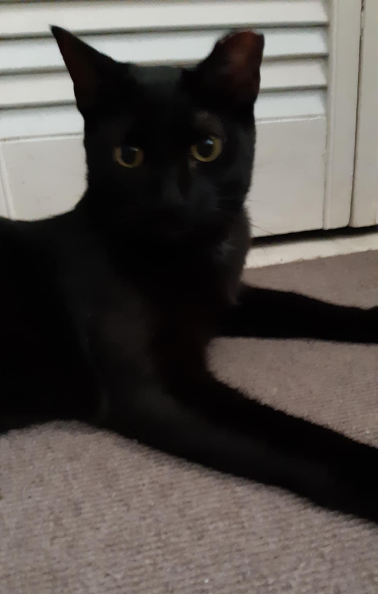 Willis, a Adoptable Domestic Short Hair image 2/6