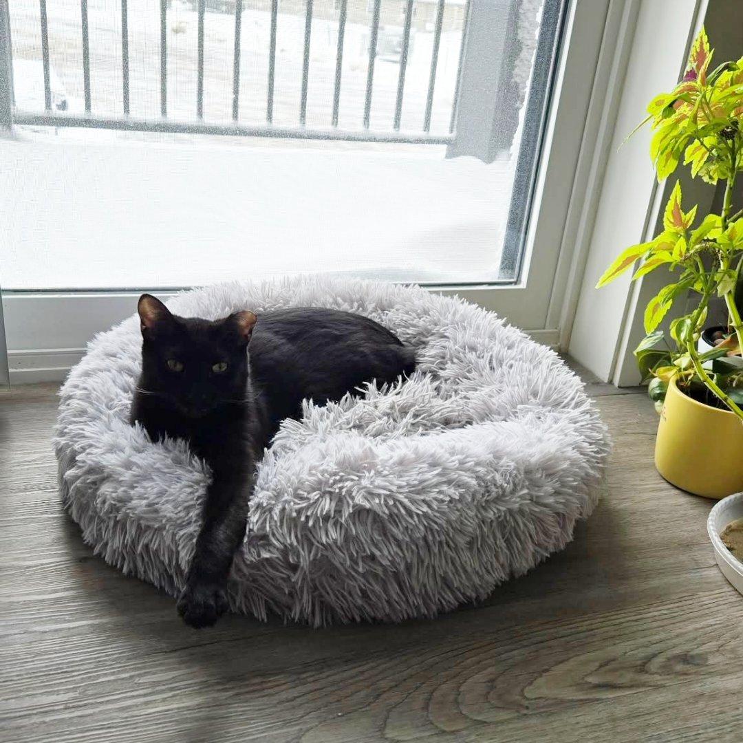 Enlarge Willis, a Adoptable Domestic Short Hair in Shakespeare, ON image 2/6