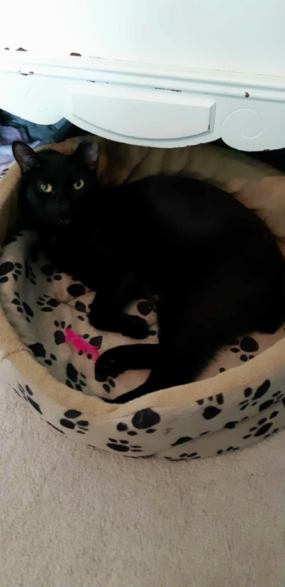 Willis, a Adoptable Domestic Short Hair image 4/6